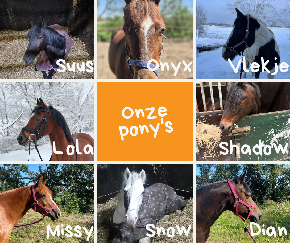 Onze pony's